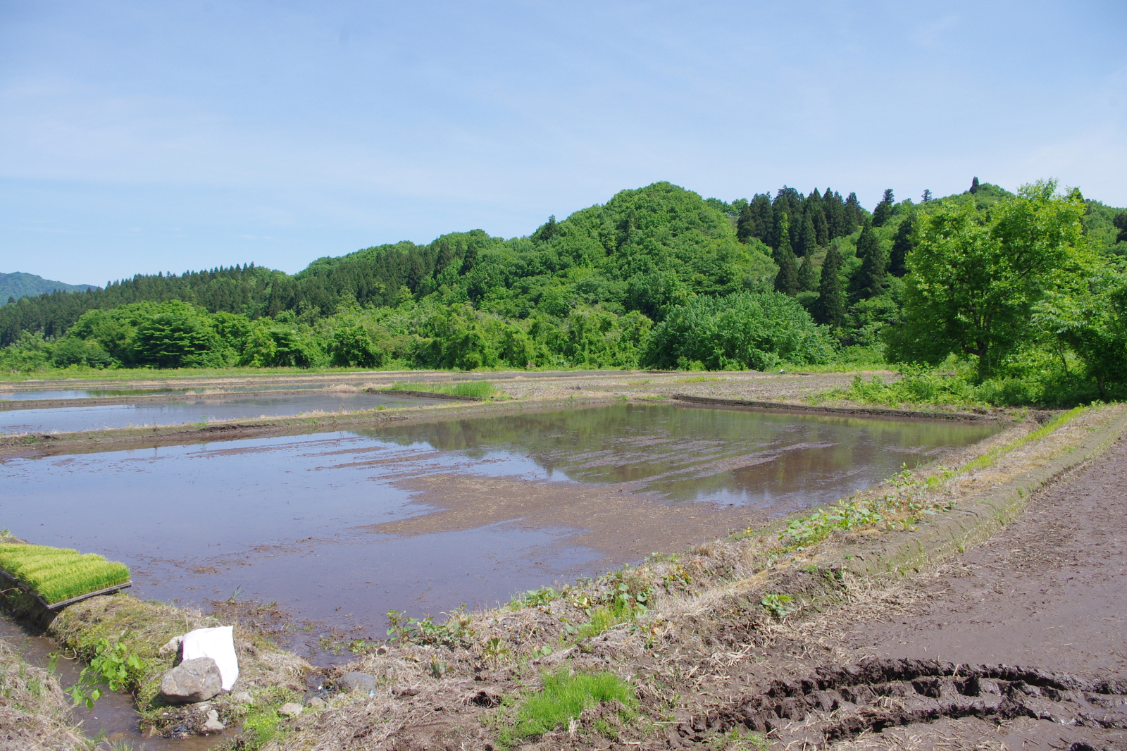 田植え