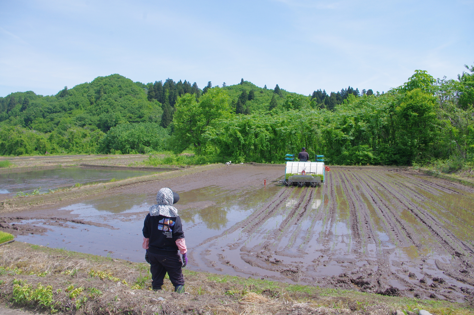 田植え