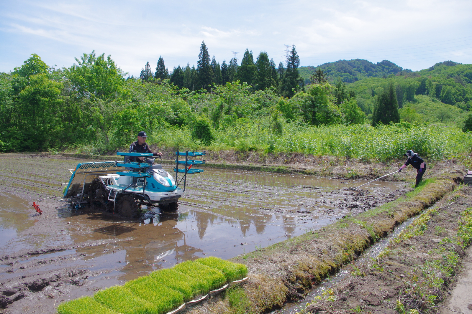 田植え