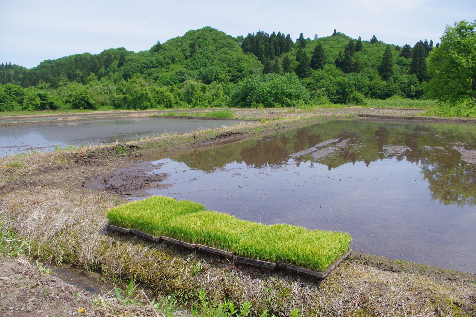 田植え