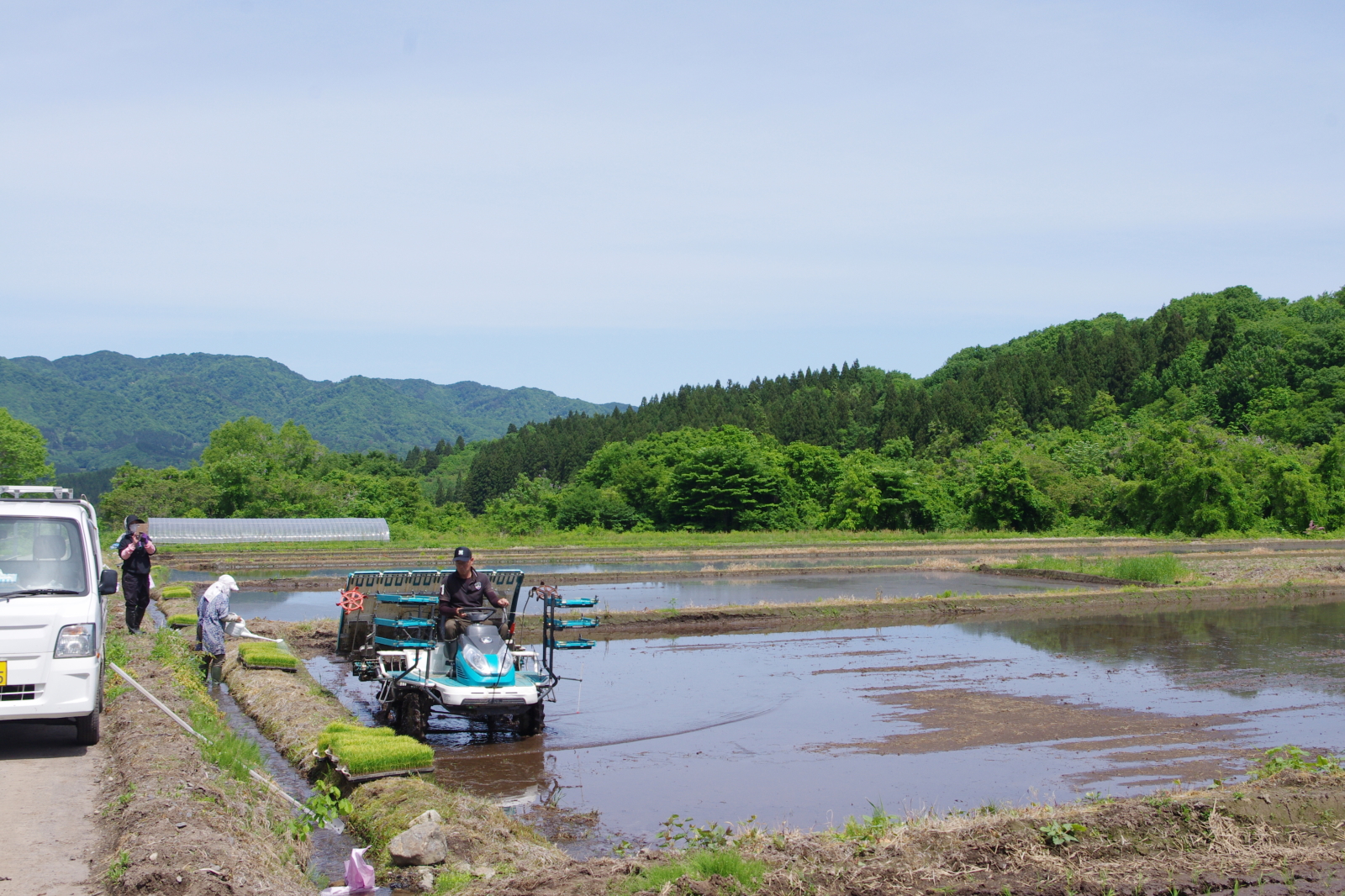 田植え