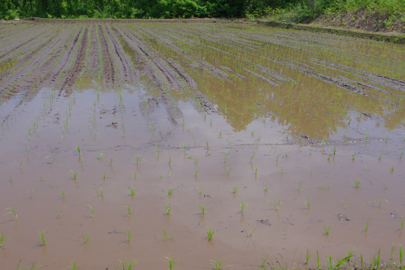 田植え